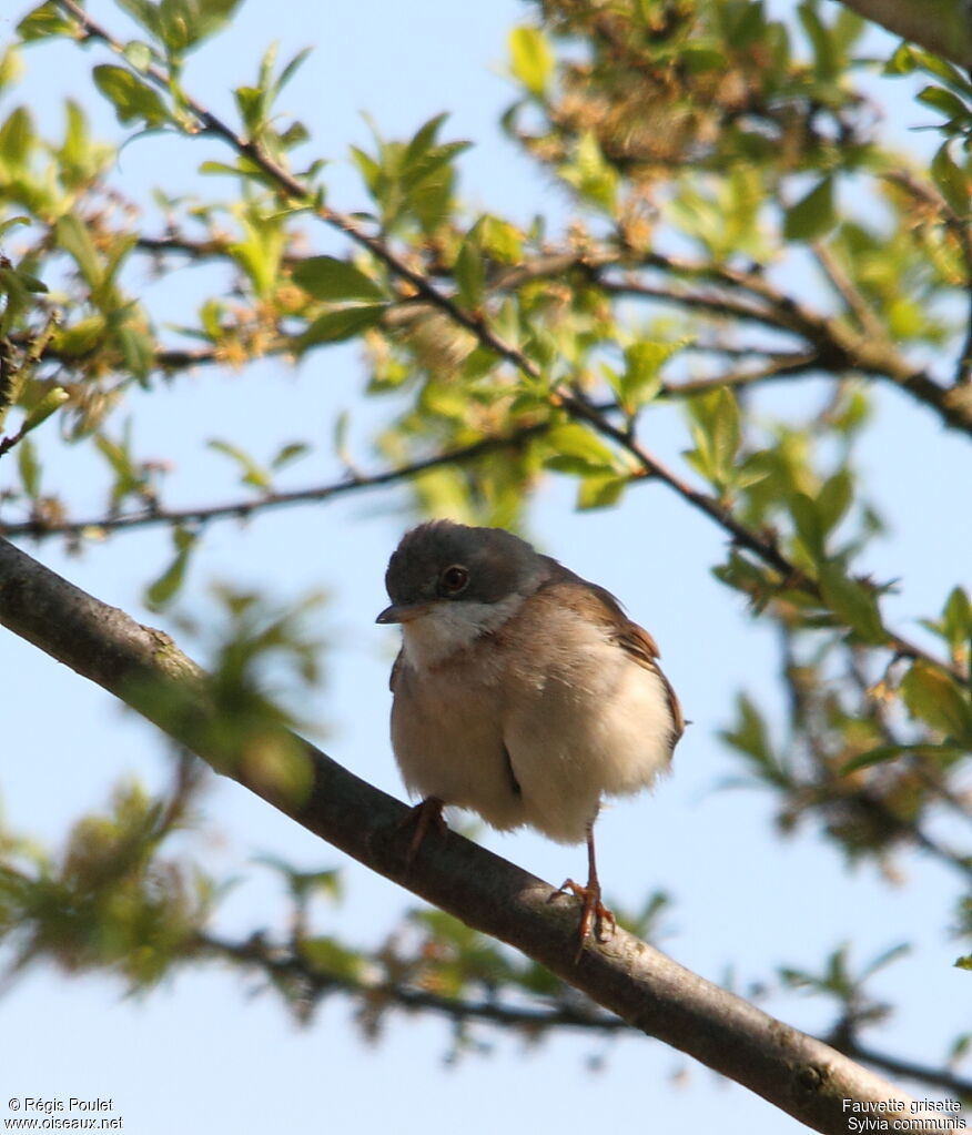 Common Whitethroat male adult breeding