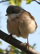 Common Whitethroat