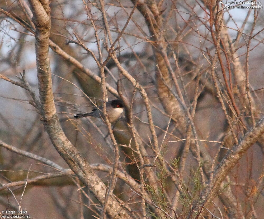 Sardinian Warbler male adult