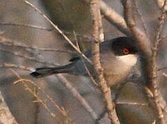 Sardinian Warbler