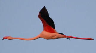 Flamant rose