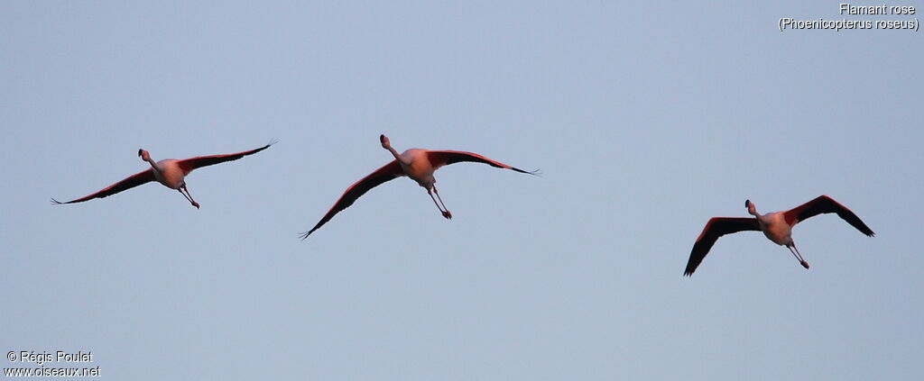 Greater Flamingo, Flight