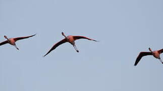 Greater Flamingo