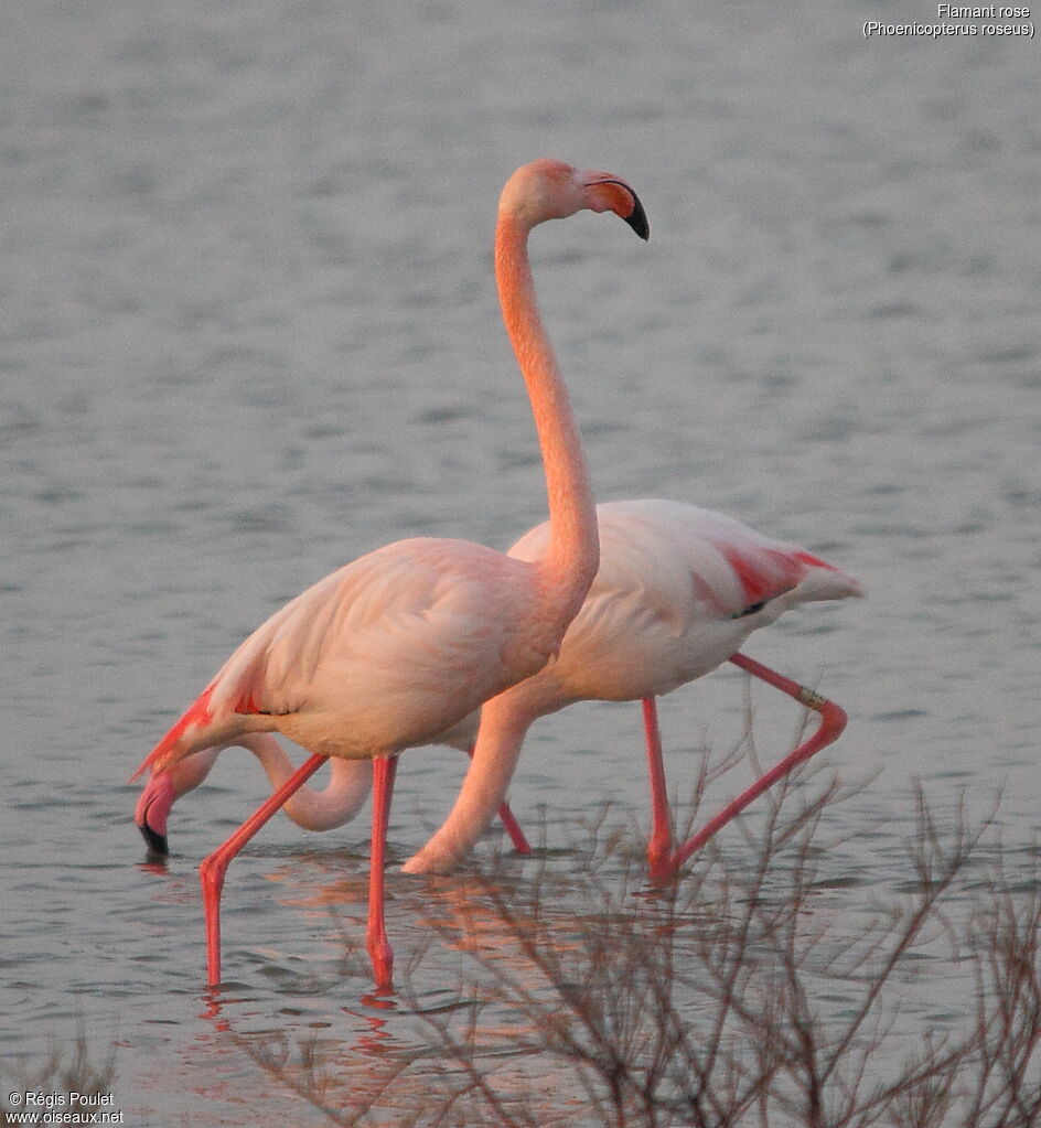 Flamant rose