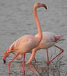 Flamant rose