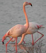 Greater Flamingo