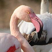 Greater Flamingo