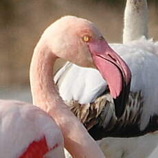 Flamant rose