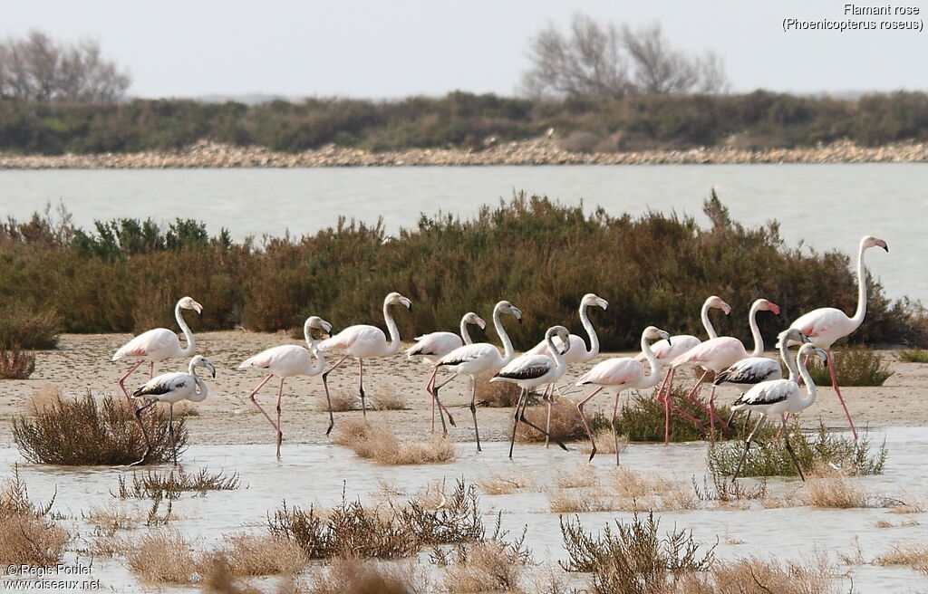 Greater Flamingo