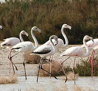 Flamant rose