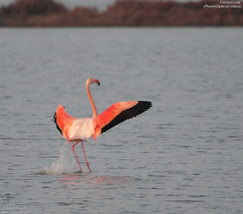 Flamant rose