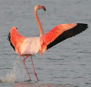 Flamant rose