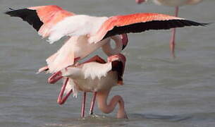 Flamant rose