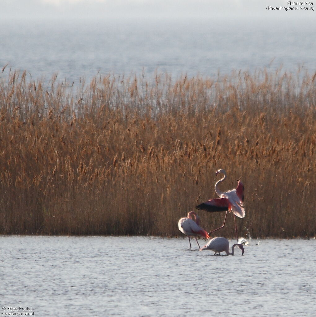 Flamant rose