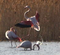 Flamant rose