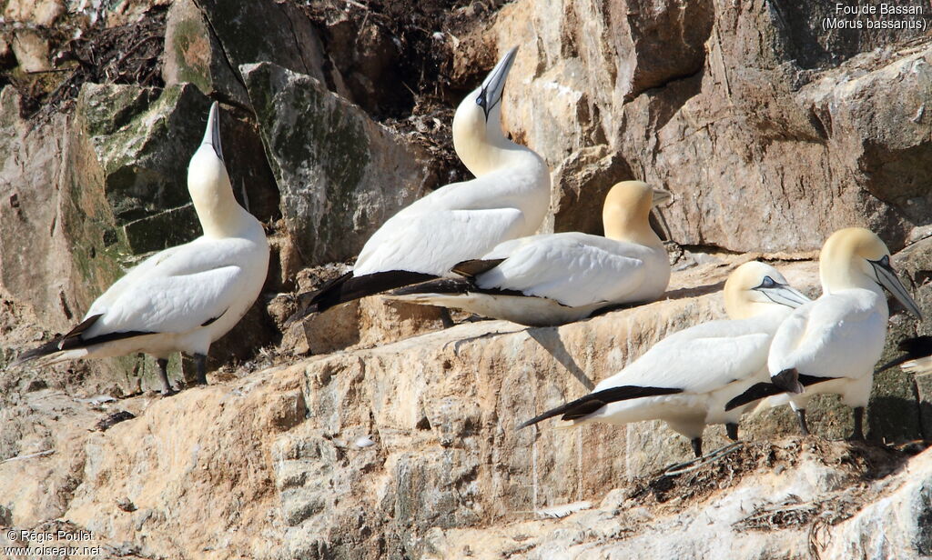 Northern Gannet