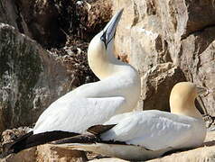 Northern Gannet