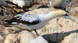 Northern Gannet