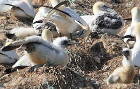 Northern Gannet