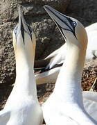 Northern Gannet