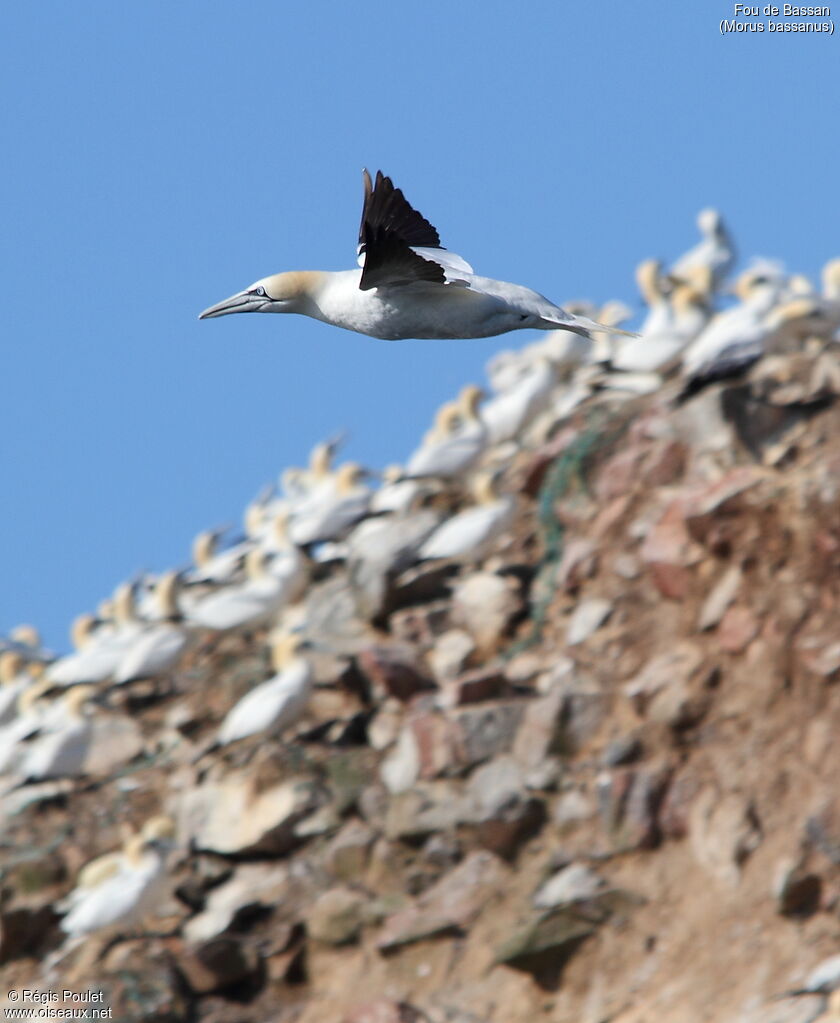 Northern Gannet, Reproduction-nesting