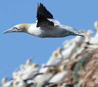 Northern Gannet