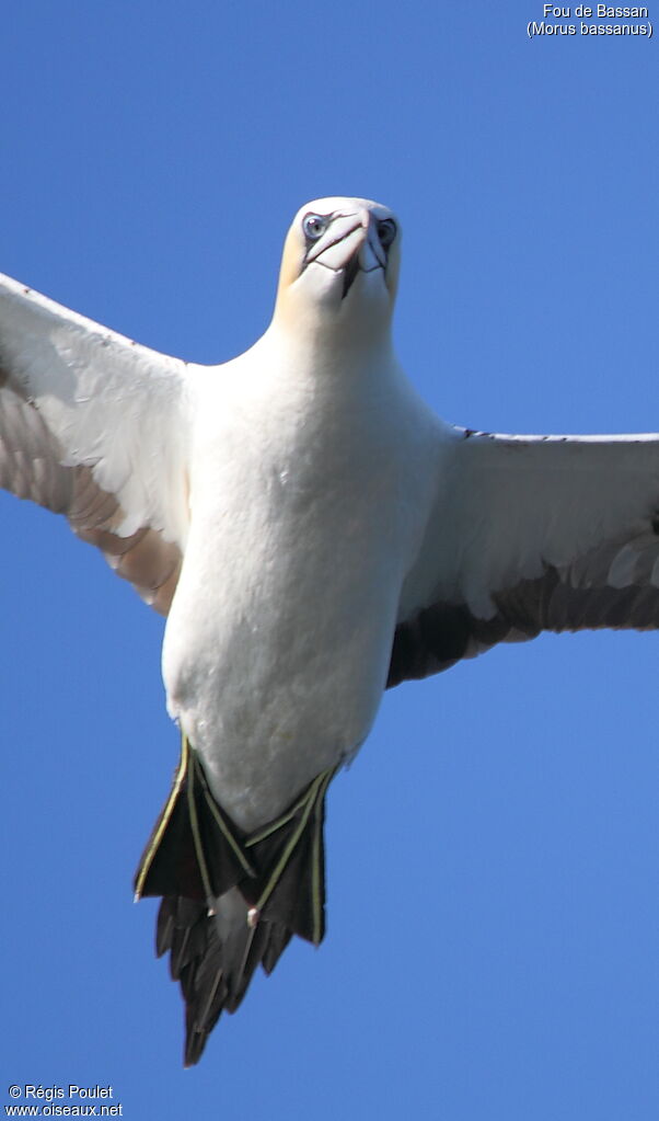 Northern Gannet, Flight