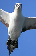 Northern Gannet