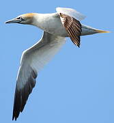 Northern Gannet