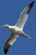 Northern Gannet