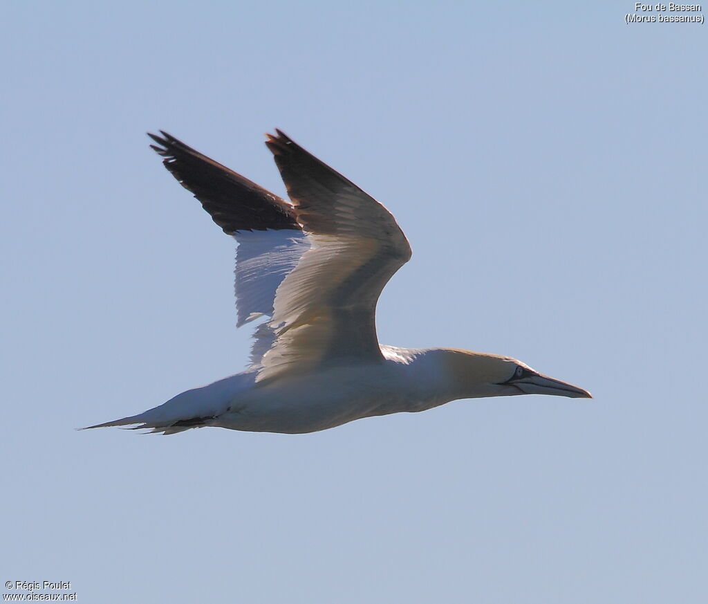 Northern Gannetadult, Flight