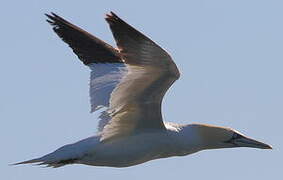 Northern Gannet