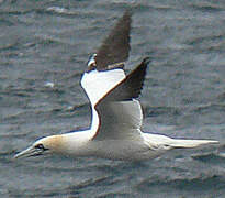 Northern Gannet