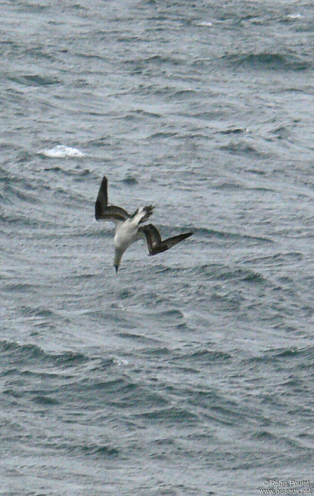 Northern Gannet, Behaviour