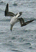 Northern Gannet