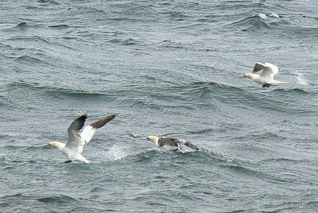 Northern Gannet, Behaviour