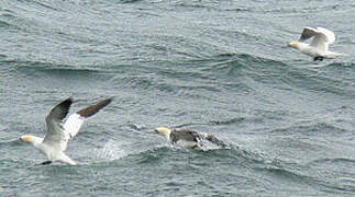 Northern Gannet