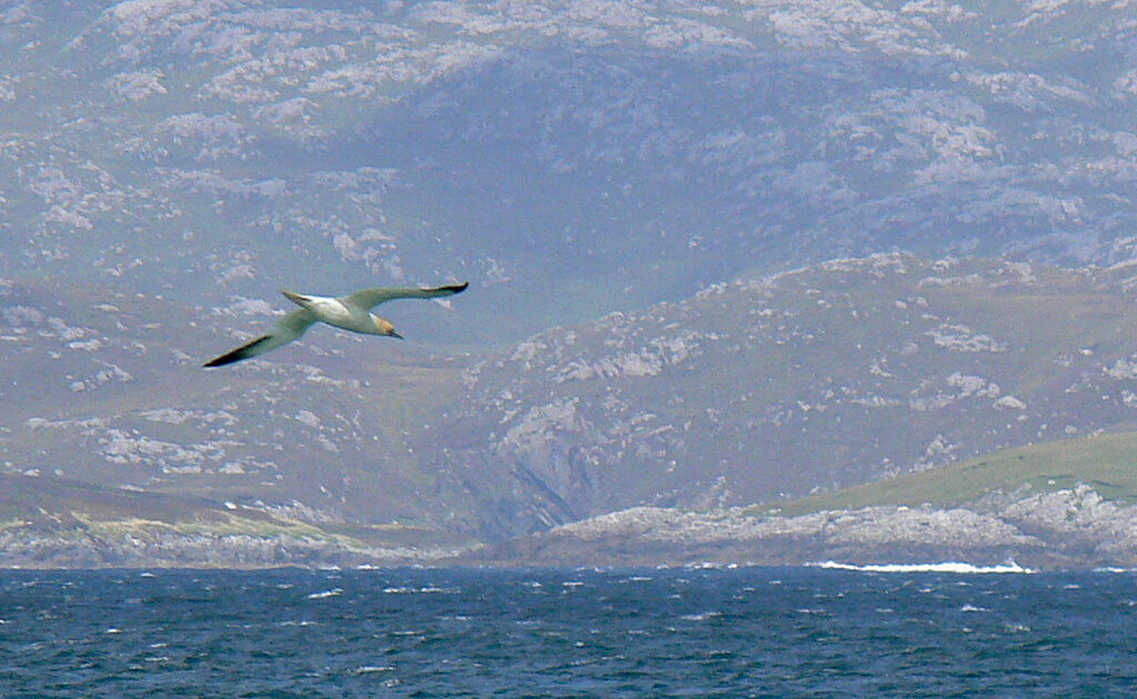 Northern Gannetadult, Flight