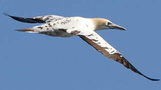 Northern Gannet