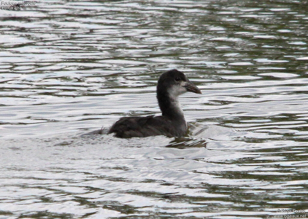 Foulque macroulejuvénile, identification