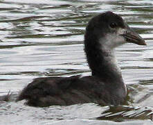 Eurasian Coot