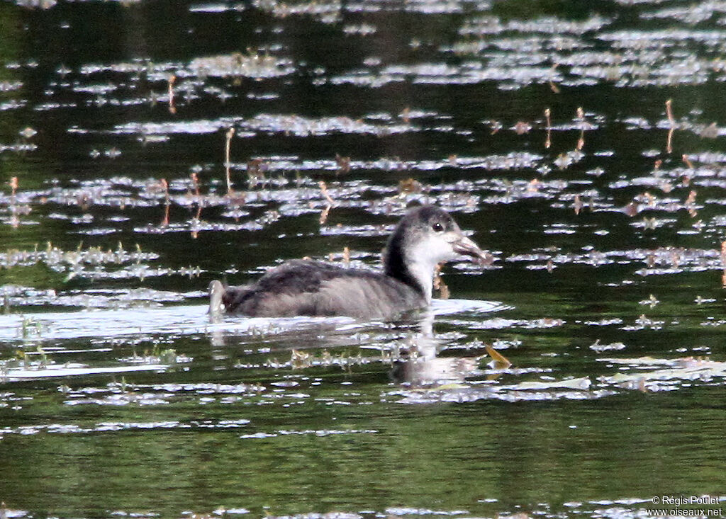 Eurasian Cootjuvenile