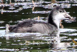 Eurasian Coot