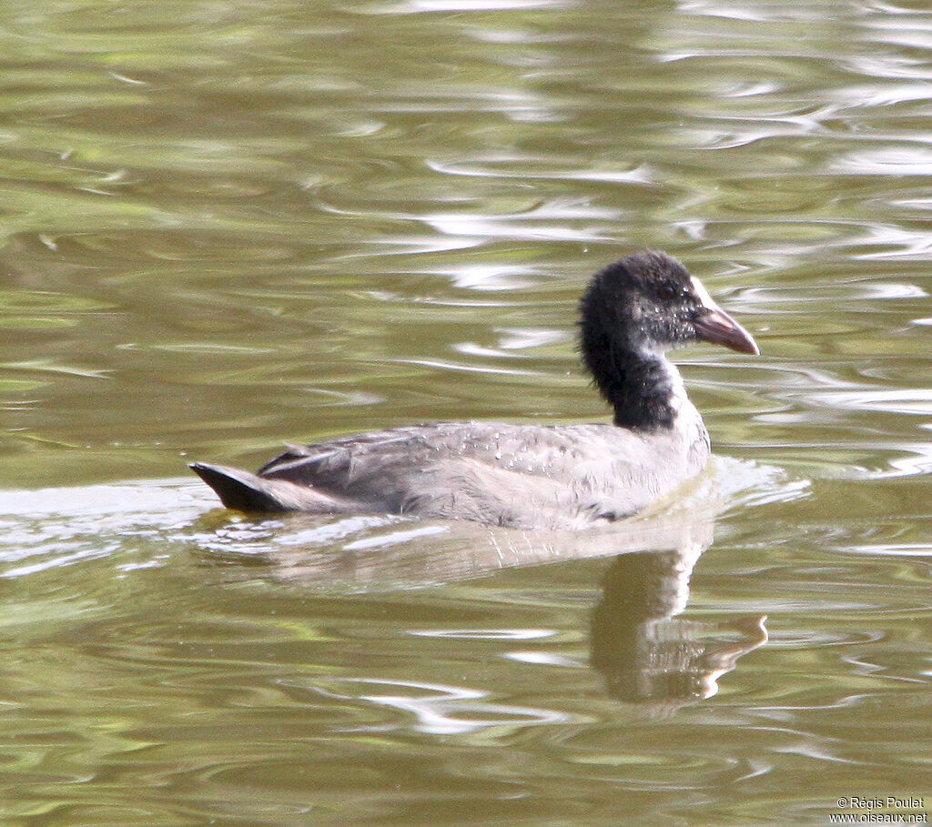 Foulque macrouleimmature