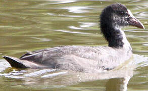 Eurasian Coot