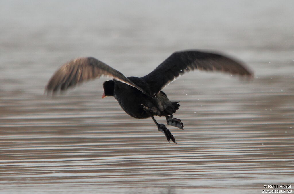 Eurasian Coot, Flight