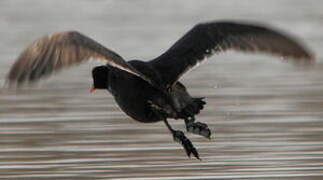 Eurasian Coot