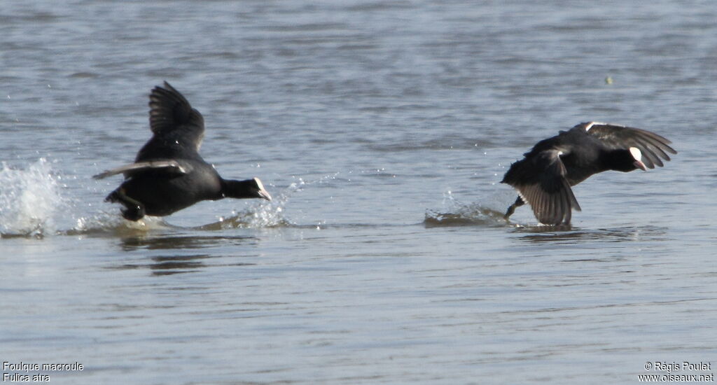 Eurasian Coot, Behaviour