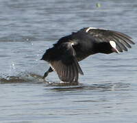 Eurasian Coot