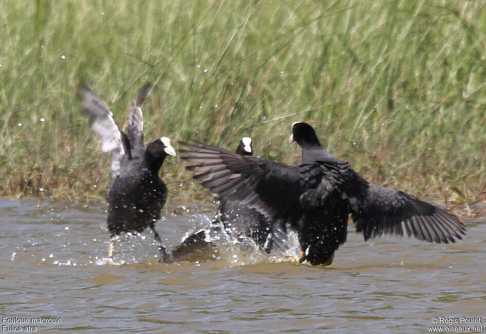 Eurasian Cootadult, Behaviour